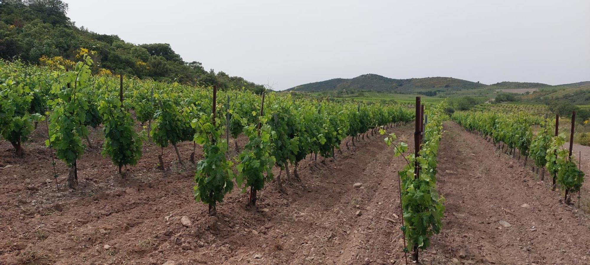 Mas Montluzia Bed & Breakfast Cascastel-des-Corbieres Bagian luar foto